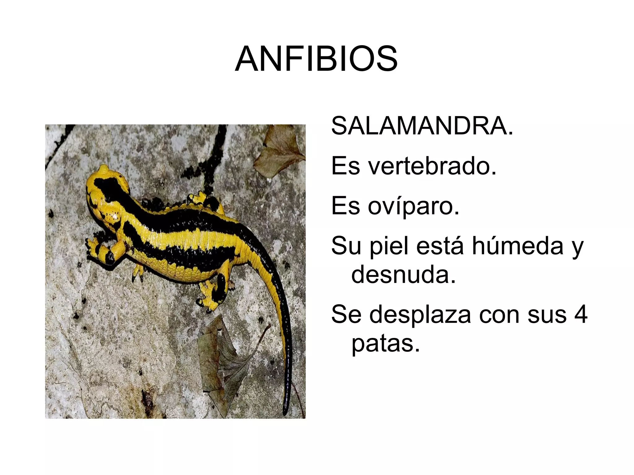 ANFIBIOS
SALAMANDRA.
Es vertebrado.
Es ovíparo.
Su piel está húmeda y
desnuda.
Se desplaza con sus 4
patas.