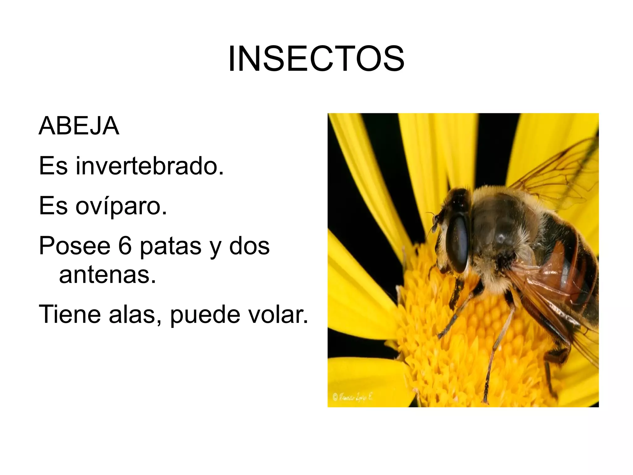 INSECTOS
ABEJA
Es invertebrado.
Es ovíparo.
Posee 6 patas y dos
antenas.
Tiene alas, puede volar.