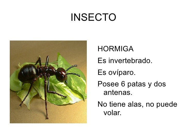 Presentación de animales - Paco