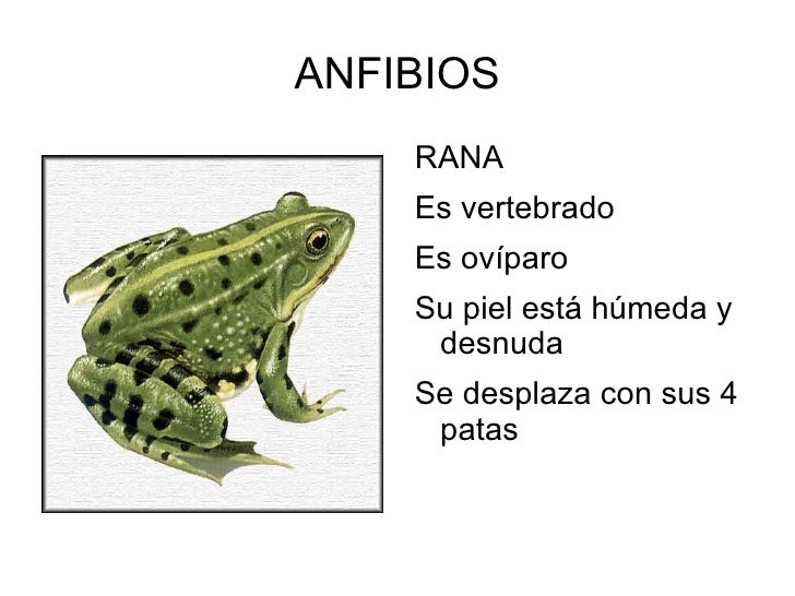 Presentación de animales. paco