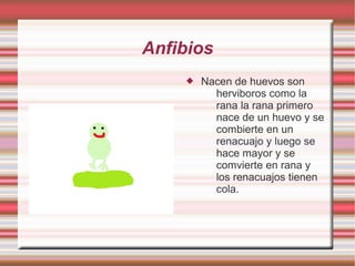Anfibios
Nacen de huevos son
herviboros como la
rana la rana primero
nace de un huevo y se
combierte en un
renacuajo y luego se
hace mayor y se
comvierte en rana y
los renacuajos tienen
cola.