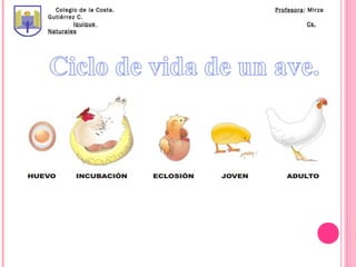 Colegio de la Costa.   Profesora: Mirza
Gutiérrez C.
         Iquique                   Cs.
Naturales
 