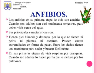 Colegio de la Costa.                         Profesora: Mirza
     Gutiérrez C.
              Iquique                                         Cs.
     Naturales




 Los anfibios en su primera etapa de vida son acuáticos.
  Cuando son adultos son casi totalmente terrestres, pero
  deben vivir cerca del agua.
 Sus principales características son:

 Tienen piel húmeda y desnuda, por lo que no tienen ni
  pelos, ni plumas, ni escamas. Poseen cuatro
  extremidades en forma de patas. Entre los dedos tienen
  una membrana para nadar y bucear fácilmente.
 En sus primeras etapas de vida respiran por branquias.
  Cuando son adultos lo hacen por la piel e incluso por los
  pulmones.
 