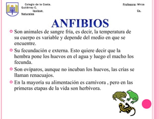 Colegio de la Costa.                         Profesora: Mirza
     Gutiérrez C.
              Iquique                                         Cs.
     Naturales




 Son animales de sangre fría, es decir, la temperatura de
  su cuerpo es variable y depende del medio en que se
  encuentre.
 Su fecundación e externa. Esto quiere decir que la
  hembra pone los huevos en el agua y luego el macho los
  fecunda.
 Son ovíparos, aunque no incuban los huevos, las crías se
  llaman renacuajos.
 En la mayoría su alimentación es carnívora , pero en las
  primeras etapas de la vida son herbívora.
 