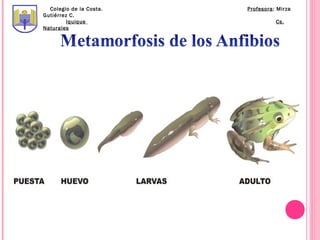 Colegio de la Costa.   Profesora: Mirza
Gutiérrez C.
         Iquique                   Cs.
Naturales
 