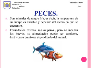 Colegio de la Costa.                          Profesora: Mirza
      Gutiérrez C.
               Iquique                                          Cs.
      Naturales




D.   Son animales de sangre fría, es decir, la temperatura de
     su cuerpo es variable y depende del medio en que se
     encuentre.
E.   Fecundación externa, son ovíparos , pero no incuban
     los huevos, su alimentación puede ser carnívora,
     herbívora u omnívora dependiendo del animal.
 