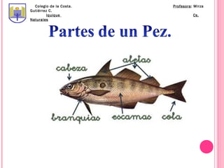 Colegio de la Costa.   Profesora: Mirza
Gutiérrez C.
         Iquique                   Cs.
Naturales
 