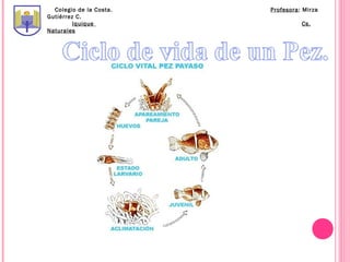Colegio de la Costa.   Profesora: Mirza
Gutiérrez C.
         Iquique                   Cs.
Naturales
 
