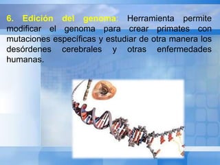6. Edición del genoma: Herramienta permite 
modificar el genoma para crear primates con 
mutaciones específicas y estudiar de otra manera los 
desórdenes cerebrales y otras enfermedades 
humanas. 
 
