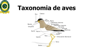 Comprehensive Overview of Aves: Classification, Characteristics, and ...