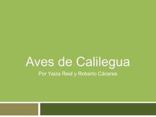 Aves de Calilegua 
Por Yaiza Reid y Roberto Cáceres 
 