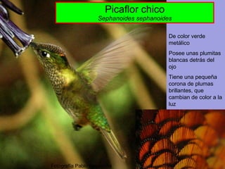 Picaflor chico Sephanoides sephanoides Fotografía Pablo Necochea De color verde metálico Posee unas plumitas blancas detrás del ojo Tiene una pequeña corona de plumas brillantes, que cambian de color a la luz 