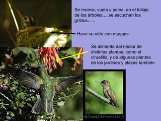 Se mueve, vuela y pelea, en el follaje de los árboles.....se escuchan los grititos...... Hace su nido con musgos Se alimenta del néctar de distintas plantas, como el ciruelillo, y de algunas plantas de los jardines y plazas también 