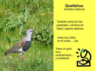 Queltehue Vanellus chilensis También anda por los pastizales, canchas de fútbol, lugares abiertos  Tiene un grito muy característico....y estridente Hace sus nidos en el suelo......ojo 