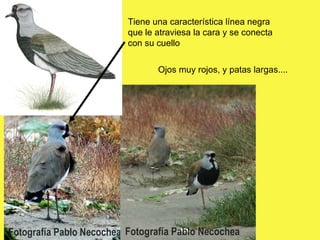 Tiene una característica línea negra que le atraviesa la cara y se conecta con su cuello Ojos muy rojos, y patas largas.... 