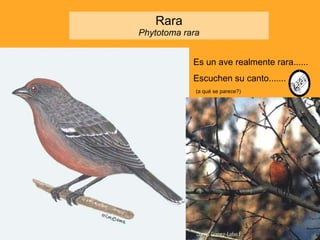 Rara Phytotoma rara Es un ave realmente rara...... Escuchen su canto....... (a qué se parece?) 