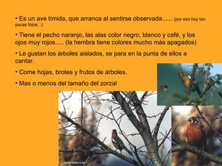 Es un ave tímida, que arranca al sentirse observada......  (por eso hay tan pocas fotos...) Tiene el pecho naranjo, las alas color negro, blanco y café, y los ojos muy rojos..... (la hembra tiene colores mucho más apagados) Le gustan los árboles aislados, se para en la punta de ellos a cantar. Come hojas, brotes y frutos de árboles. Mas o menos del tamaño del zorzal 