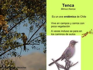 Tenca Mimus thenca Es un ave  endémica  de Chile Vive en campos y cerros con poca vegetación A veces incluso se para en los caminos de autos 