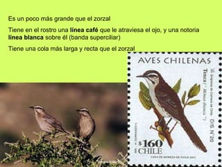 Es un poco más grande que el zorzal Tiene en el rostro una  línea café  que le atraviesa el ojo, y una notoria  línea blanca  sobre él (banda superciliar) Tiene una cola más larga y recta que el zorzal 