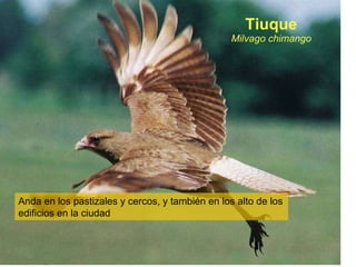 Tiuque Milvago chimango Anda en los pastizales y cercos, y también en los alto de los edificios en la ciudad 