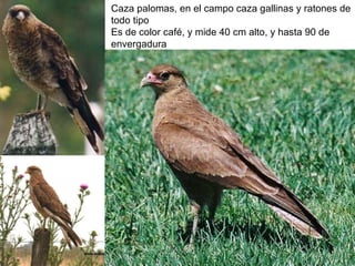 Caza palomas, en el campo caza gallinas y ratones de todo tipo Es de color café, y mide 40 cm alto, y hasta 90 de envergadura 