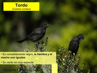 Tordo Curaeus curaeus Es completamente negro,  la hembra y el macho son iguales Su canto es muy especial 