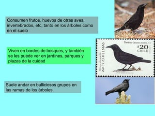 Consumen frutos, huevos de otras aves, invertebrados, etc, tanto en los árboles como en el suelo  Viven en bordes de bosques, y también se les puede ver en jardines, parques y plazas de la cuidad Suele andar en bulliciosos grupos en las ramas de los árboles 