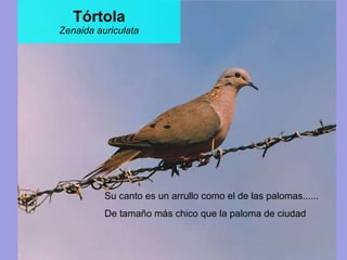 Tórtola Zenaida auriculata Su canto es un arrullo como el de las palomas...... De tamaño más chico que la paloma de ciudad 