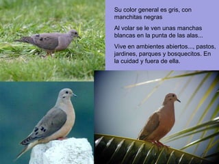 Su color general es gris, con manchitas negras Al volar se le ven unas manchas blancas en la punta de las alas... Vive en ambientes abiertos..., pastos, jardines, parques y bosquecitos. En la cuidad y fuera de ella.  