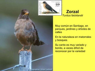 Zorzal Turdus falcklandii Muy común en Santiago, en parques, jardines y árboles de calles En la naturaleza en matorrales y bosques Su canto es muy variado y bonito, a veces difícil de reconocer por la variedad 