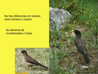 No hay diferencias en colores entre hembra y macho Se alimenta de invertebrados y frutos 
