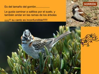 Es del tamaño del gorrión.................. Le gusta caminar a saltitos por el suelo, y también andar en las ramas de los árboles ¡¡¡¡¡Y su canto es inconfundible!!!!!! GORRIÓN 