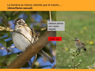 collar rojo cabeza ploma con rayas negras La hembra es menos colorida que el macho....( dimorfismo sexual) 