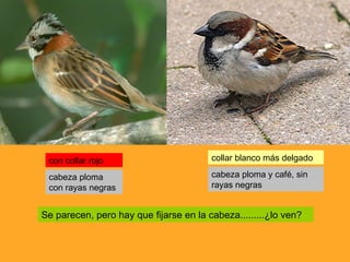 Se parecen, pero hay que fijarse en la cabeza.........¿lo ven? con collar rojo collar blanco más delgado cabeza ploma con rayas negras cabeza ploma y café, sin rayas negras 
