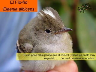 El Fío-fío Elaenia albiceps Es un poco más grande que el chincol, y tiene un canto muy especial.........del cual proviene su nombre. 