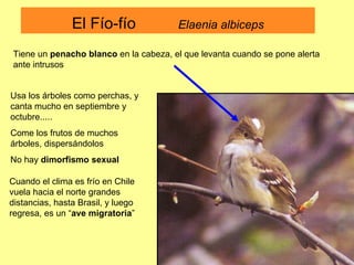El Fío-fío  Elaenia albiceps Tiene un  penacho blanco  en la cabeza, el que levanta cuando se pone alerta ante intrusos Usa los árboles como perchas, y canta mucho en septiembre y octubre..... Come los frutos de muchos árboles, dispersándolos No hay  dimorfismo sexual Cuando el clima es frío en Chile vuela hacia el norte grandes distancias, hasta Brasil, y luego regresa, es un “ ave migratoria ” 