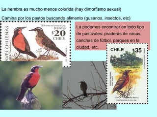 La podemos encontrar en todo tipo de pastizales: praderas de vacas, canchas de fútbol, parques en la ciudad, etc.  La hembra es mucho menos colorida (hay dimorfismo sexual) Camina por los pastos buscando alimento (gusanos, insectos, etc) 