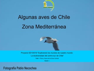 Algunas aves de Chile Zona Mediterránea Proyecto ED10/019 “Explorando los mundos de nuestro mundo: La biodiversidad del centro-sur de Chile” Taller I: Flora y fauna de la Zona Central Sesión 1 