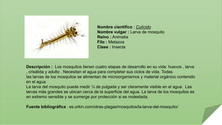 Nombre científico : Culícido 
Nombre vulgar : Larva de mosquito 
Reino : Animalia 
Filo : Metazoa 
Clase : Insecta 
Descri...
