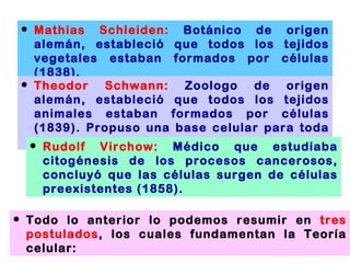 Mathias Schleiden:  Botánico de origen alemán, estableció que todos los tejidos vegetales estaban formados por células (1838). Theodor Schwann:  Zoologo de origen alemán, estableció que todos los tejidos animales estaban formados por células (1839). Propuso una base celular para toda forma de vida. Rudolf Virchow:  Médico que estudiaba citogénesis de los procesos cancerosos, concluyó que las células surgen de células preexistentes (1858). Todo lo anterior lo podemos resumir en  tres postulados , los cuales fundamentan la Teoría celular: 
