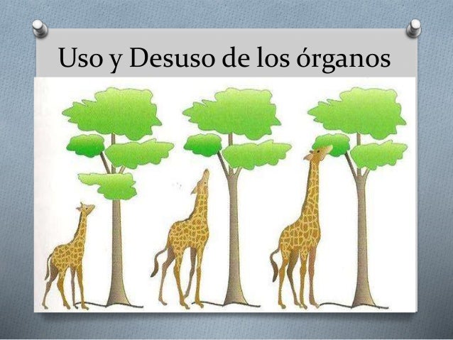 Teoría del uso y desuso de los órganos: ¿Cómo afecta a nuestra salud? Teoria del uso y desuso de los organos