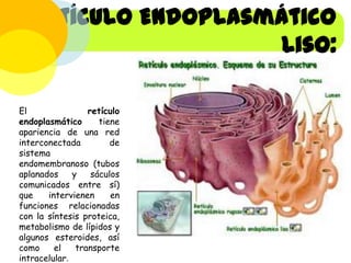 Retículo Endoplasmático
Liso:
El
retículo
endoplasmático
tiene
apariencia de una red
interconectada
de
sistema
endomembranoso (tubos
aplanados
y
sáculos
comunicados entre sí)
que
intervienen
en
funciones relacionadas
con la síntesis proteica,
metabolismo de lípidos y
algunos esteroides, así
como
el
transporte
intracelular.

 