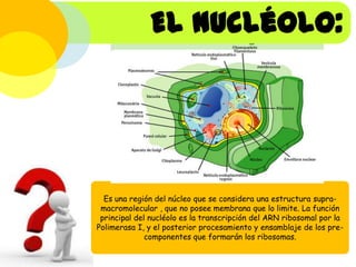 El nucléolo:

Es una región del núcleo que se considera una estructura supramacromolecular , que no posee membrana que lo limite. La función
principal del nucléolo es la transcripción del ARN ribosomal por la
Polimerasa I, y el posterior procesamiento y ensamblaje de los precomponentes que formarán los ribosomas.

 