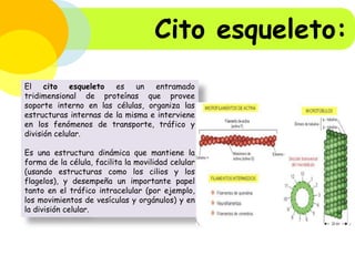 Cito esqueleto:
El cito esqueleto es un entramado
tridimensional de proteínas que provee
soporte interno en las células, organiza las
estructuras internas de la misma e interviene
en los fenómenos de transporte, tráfico y
división celular.
Es una estructura dinámica que mantiene la
forma de la célula, facilita la movilidad celular
(usando estructuras como los cilios y los
flagelos), y desempeña un importante papel
tanto en el tráfico intracelular (por ejemplo,
los movimientos de vesículas y orgánulos) y en
la división celular.

 