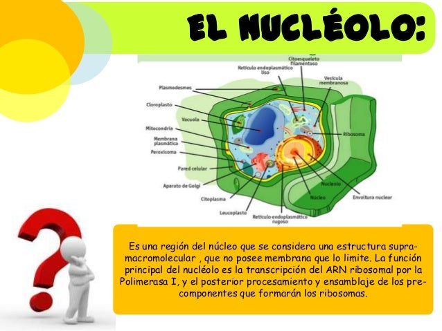 Presentación de celula