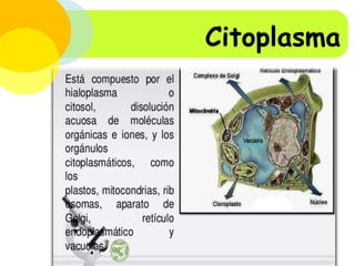Peroxisomas:
Citoplasma

 