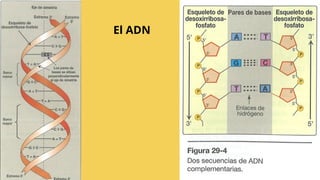 Introducción detallada a la función y características del ADN | PPTX