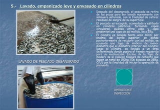 5.- Lavado, empanizado leve y envasado en cilindros
 Después del desangrado, el pescado se retira
de las pozas para ser lavado nuevamente con
salmuera saturada, con la finalidad de retirar
residuos de sangre de su superficie.
 El pescado es escogido, acomodado y estibado
en cilindros plásticos, formando capas
circulares, quienes entre capa y capa
presentan una capa de sal molida, de ± 2Kg.
 El cilindro es llenado hasta unos 30cm. por
encima del borde superior, en donde
posteriormente de recubrir con sal molida, se
acomoda una tapa de madera de menor
diámetro que el diámetro interior del cilindro;
luego el cilindro, es llevado a un área
determinada donde pasara el tiempo requerido
para su maduración. Encima de la tapa de
madera se le colocan bloques de cemento que
hacen un total de 150kg. (06 bloques de 25Kg.
C/U) con la finalidad de iniciar la operación de
prensado.
LAVADO DE PESCADO DESANGRADO
OPERACÍON E
INSPECCIÓN
 