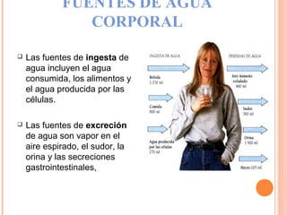 FUENTES DE AGUA
CORPORAL
 Las fuentes de ingesta de
agua incluyen el agua
consumida, los alimentos y
el agua producida por las
células.
 Las fuentes de excreción
de agua son vapor en el
aire espirado, el sudor, la
orina y las secreciones
gastrointestinales,
 