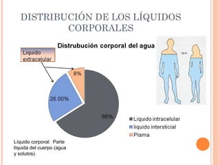 DISTRIBUCIÓN DE LOS LÍQUIDOS
CORPORALES
Líquido corporal: Parte
líquida del cuerpo (agua
y solutos).
 